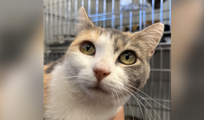 Adorable Adoptables: Dolly Purrton, Jolene, Indigo
