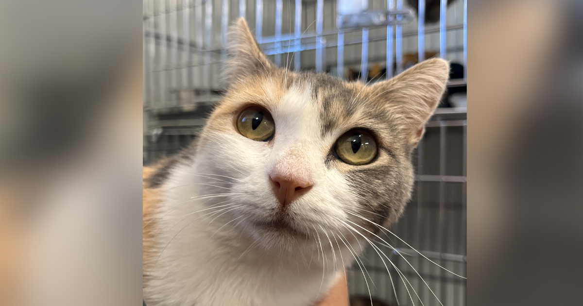 Adorable Adoptables: Dolly Purrton, Jolene, Indigo