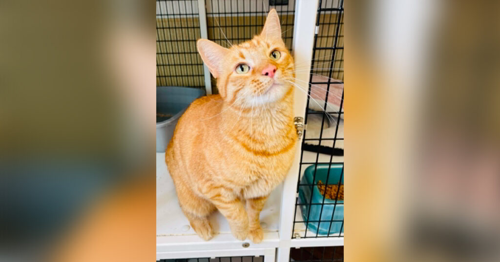 Adorable Adoptables: Cleo, Sunny and Kyle