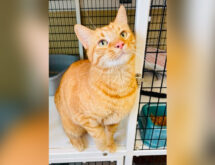 Adorable Adoptables: Cleo, Sunny and Kyle