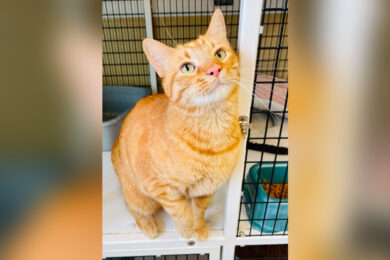 Adorable Adoptables: Cleo, Sunny and Kyle