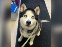 Adorable Adoptables: Harley Quinn, Beowolf, Mildred