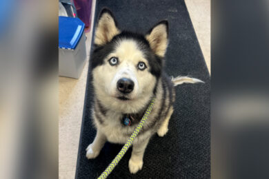Adorable Adoptables: Harley Quinn, Beowolf, Mildred