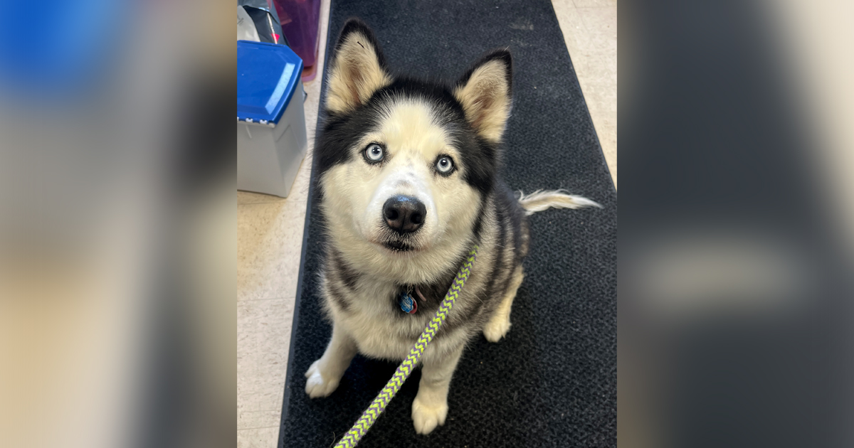 Adorable Adoptables: Harley Quinn, Beowolf, Mildred