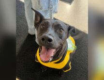 Adorable Adoptables: Dessa, Ace, Mario