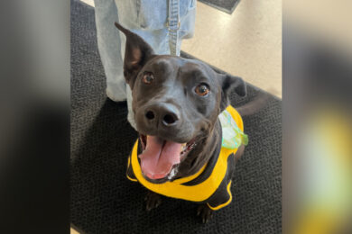 Adorable Adoptables: Dessa, Ace, Mario