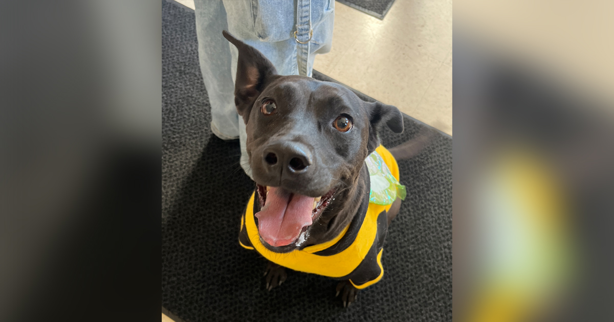 Adorable Adoptables: Dessa, Ace, Mario