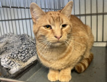 Adorable Adoptables: Chardonnay, Rubiks and Mildred