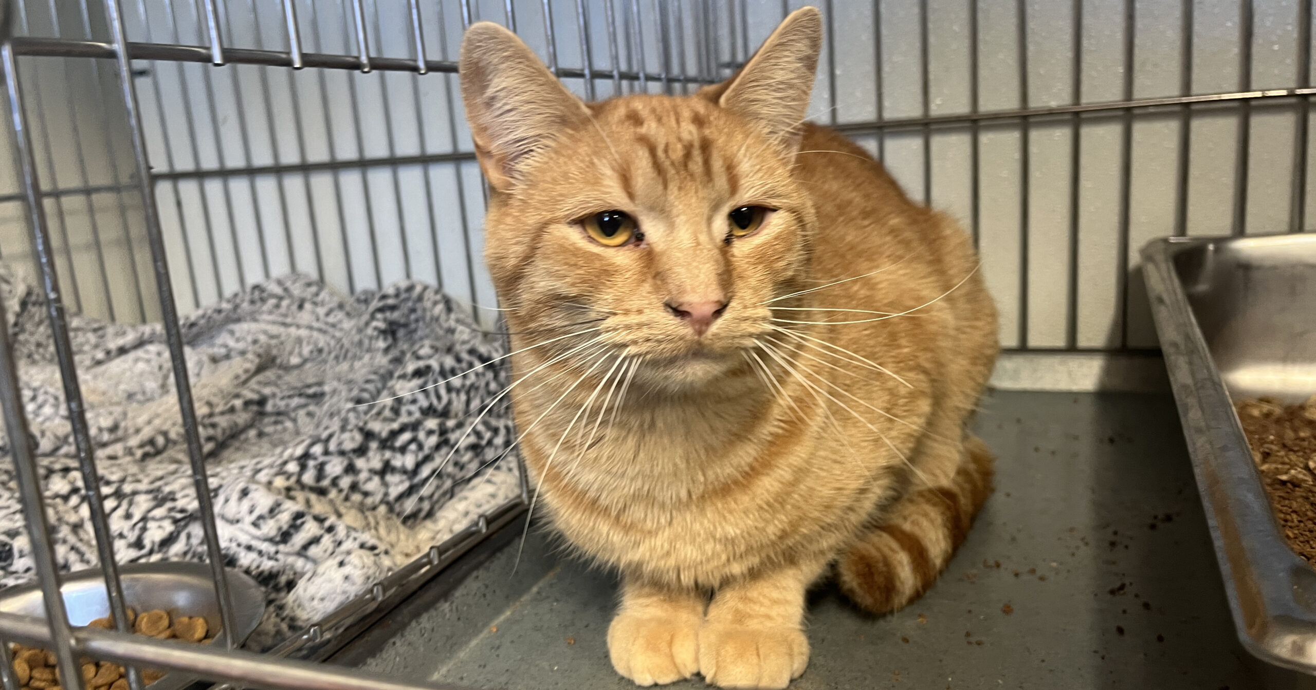 Adorable Adoptables: Chardonnay, Rubiks and Mildred