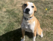 Adorable Adoptables: Malcom, Oakly, Milo and Kyle