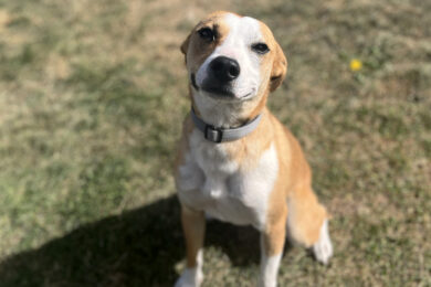 Adorable Adoptables: Malcom, Oakly, Milo and Kyle