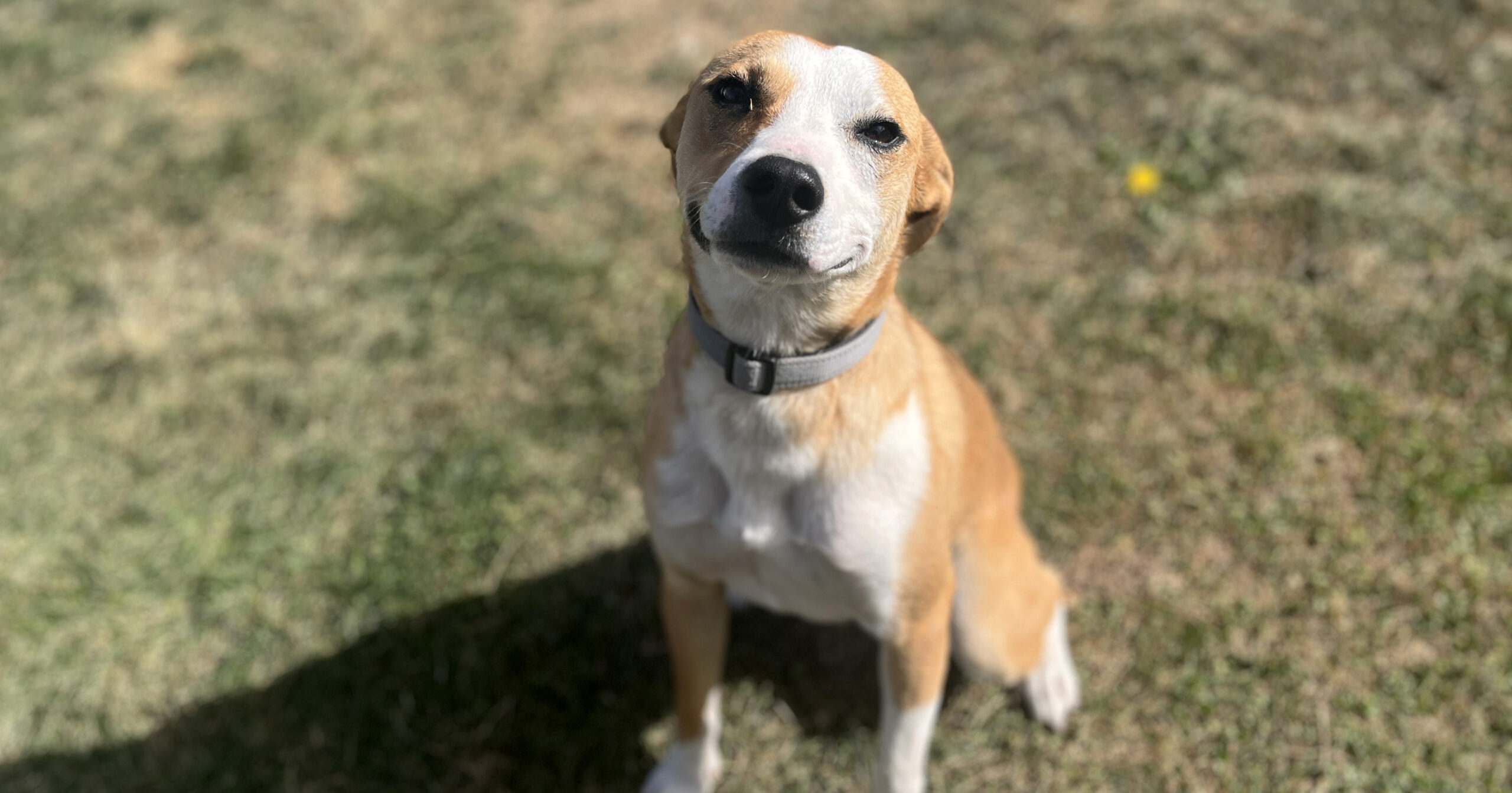 Adorable Adoptables: Malcom, Oakly, Milo and Kyle
